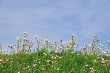 Bahçedeki güzel çiçekler