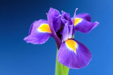 Bahçedeki güzel çiçekler