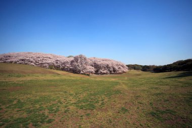 Parkta bir ağacı olan güzel bir manzara.