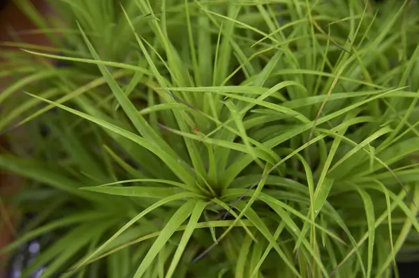 Plante Med Grønne Blade Gryde - Stock-foto