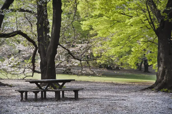 Asztal Padokkal Tavaszi Parkban Virágzó Sakura Fák — Stock Fotó
