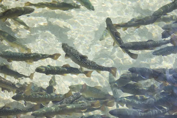 Peixe Truta Rio Fundo Subaquático — Fotografia de Stock