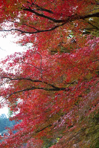 Красивый Осенний Фон Красными Кленовыми Деревьями — стоковое фото