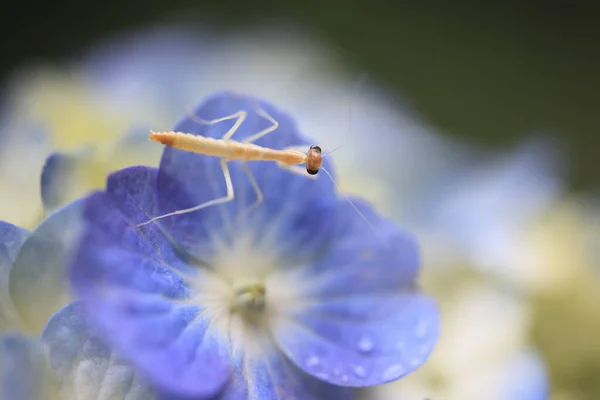 庭の美しい花と虫 — ストック写真