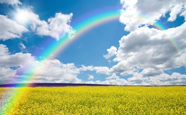 rainbow over the field with flowers