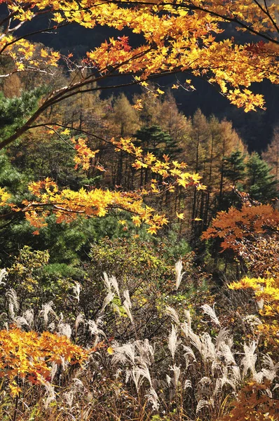 Δέντρα Στο Ορεινό Δάσος Καλυμμένα Πολύχρωμα Φυλλώματα — Φωτογραφία Αρχείου