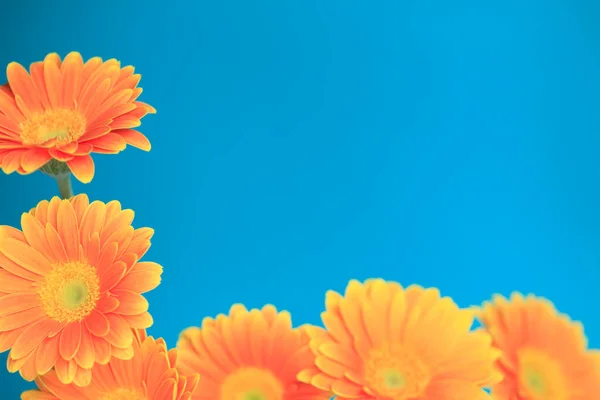 Fiore Crisantemo Arancione Sfondo Blu Copia Spazio — Foto Stock