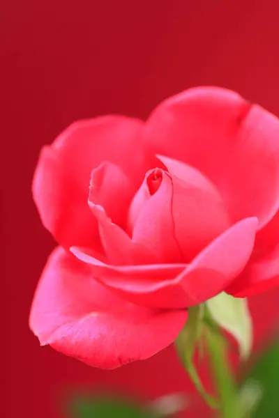 Güzel Kırmızı Çiçek Yaklaş — Stok fotoğraf