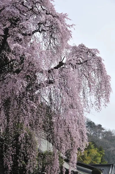 Japonya Güzel Pembe Sakura Çiçekleri — Stok fotoğraf