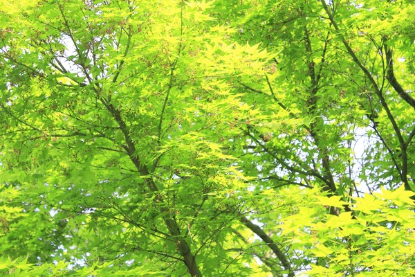 Πράσινα Φύλλα Στο Δάσος Στο Φόντο Της Φύσης — Φωτογραφία Αρχείου