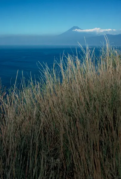 Beautiful Landscape Sea Grass — Stock Photo, Image