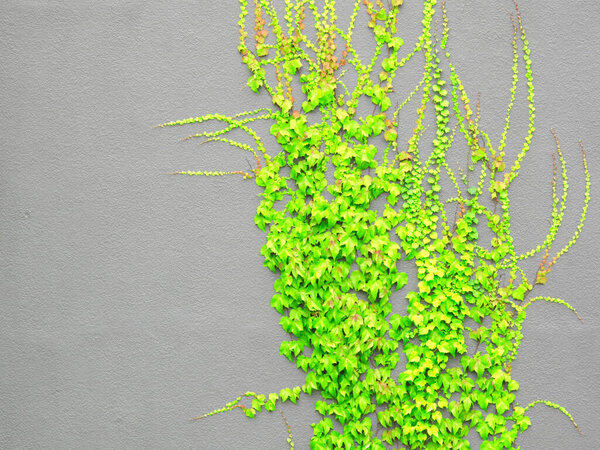 Ivy plants growing on the house wall at daytime 