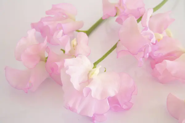 Ένα Μάτσο Ροζ Λουλούδια Μια Λευκή Επιφάνεια — Φωτογραφία Αρχείου