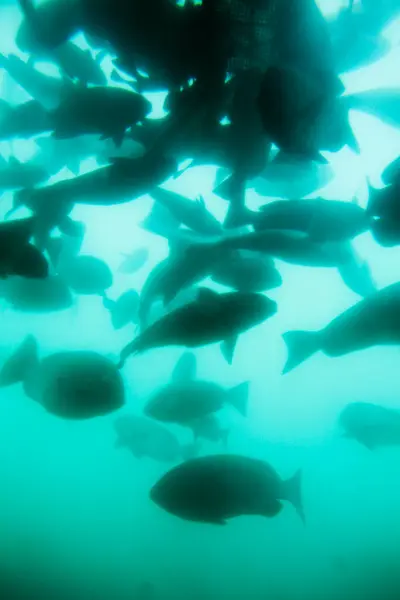 Podwodne Zdjęcie Pięknego Morza Rybą — Zdjęcie stockowe