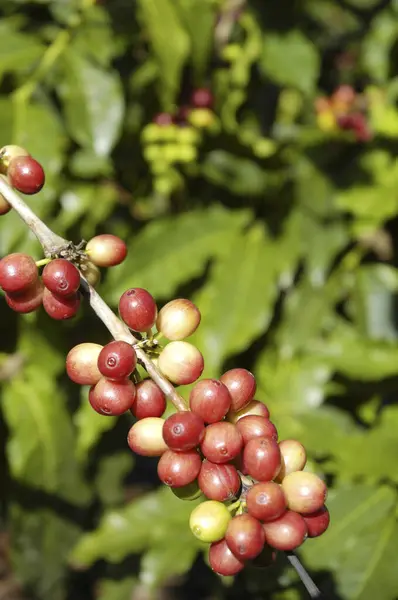 Kahve Çekirdekleri Doğada — Stok fotoğraf