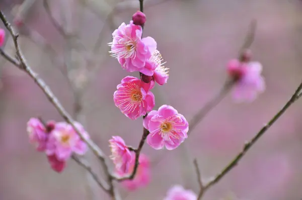 Άνθη Κερασιάς Όμορφο Φόντο Από Κοντά Θέα — Φωτογραφία Αρχείου
