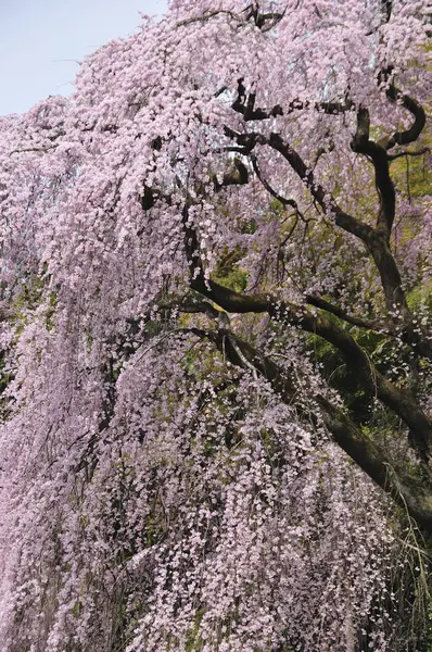 Красивый Розовый Цветок Сакуры Японии — стоковое фото