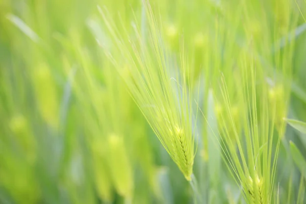 Grüne Reispflanze Feld Thailand — Stockfoto