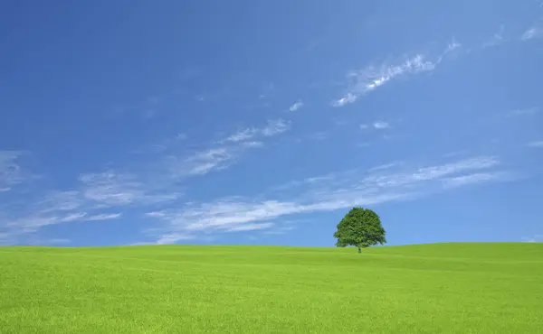 Gökyüzü Arkaplanı Olan Yeşil Alan — Stok fotoğraf