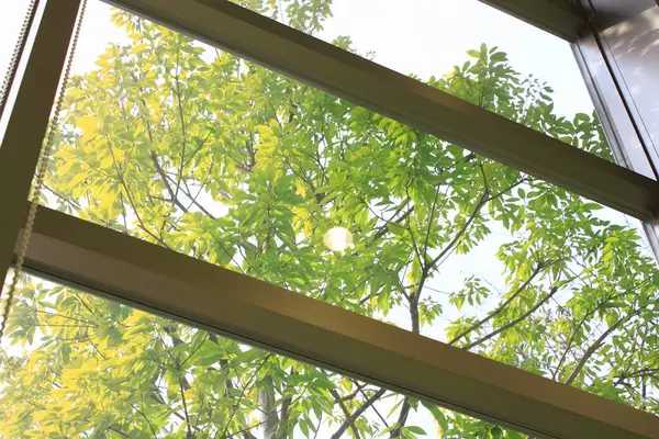 Penceredeki Yeşil Ağaç — Stok fotoğraf