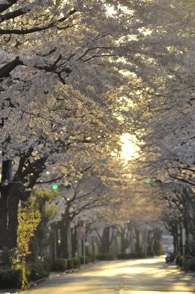 Gyönyörű Cseresznyevirág Japán Kertben — Stock Fotó