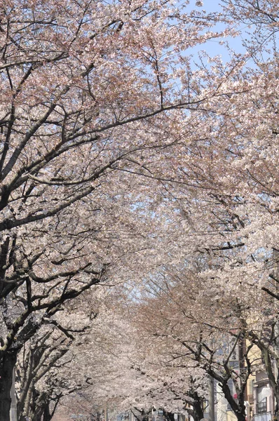 Szép Tavaszi Cherry Blossoms — Stock Fotó