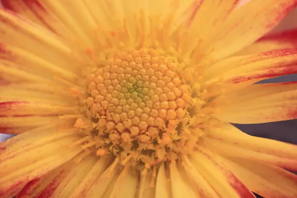 Fiori Colorati Incredibili Concetto Flora — Foto Stock