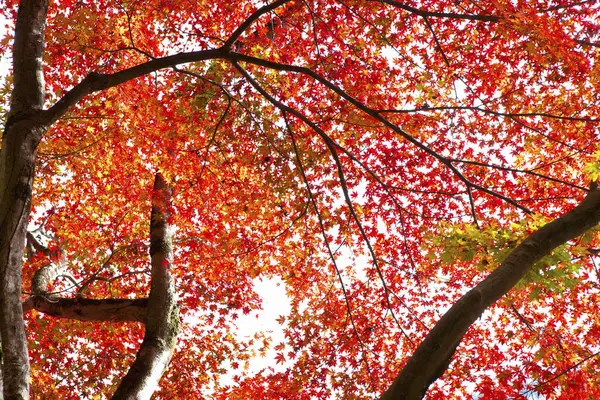 Gyönyörű Őszi Háttér Vörös Juhar Fák — Stock Fotó