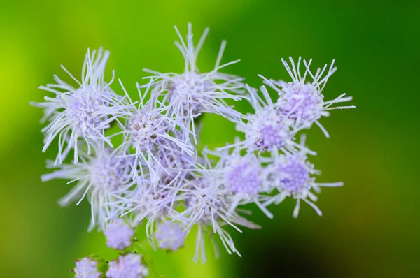 Krásné Květiny Zblízka Pohled Příroda Koncept — Stock fotografie