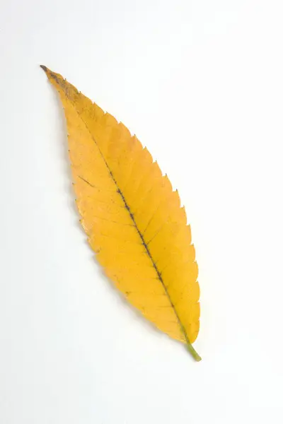 白い背景の秋の葉の上のビュー — ストック写真