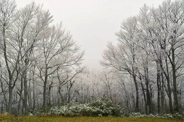 Piękne Zimowe Lasu Drzew — Zdjęcie stockowe