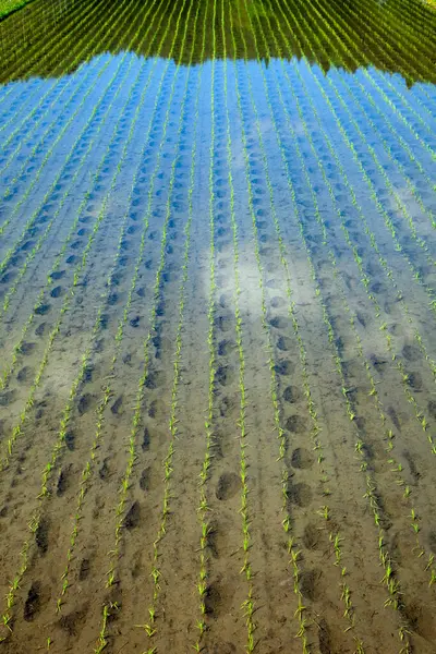 Groene Maïs Boerderij Landbouw Landbouw Landbouw — Stockfoto
