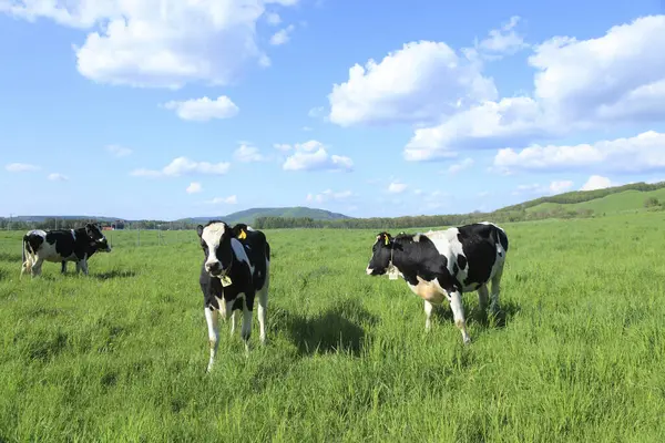 Vaches Pâturant Dans Une Prairie Verte Sur Fond Nature — Photo