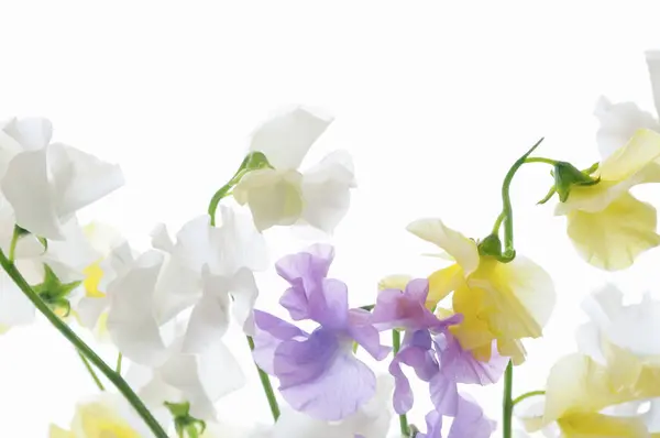 Μπουκέτο Λουλούδια Ίρις — Φωτογραφία Αρχείου