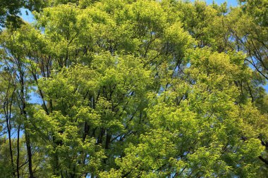 Ağacın yeşil yaprakları