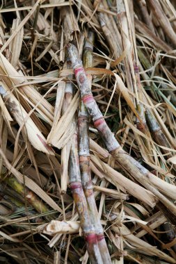 Şeker kamışı yaprakların ve molozların arasında yatıyor.