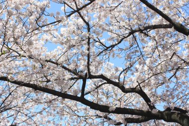 Güzel çiçekler, yakın görüş, doğa konsepti.