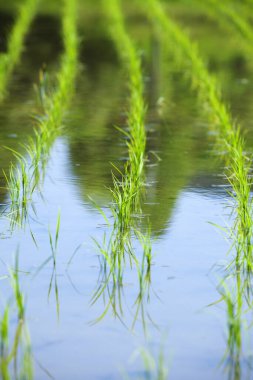 Pirinç tarlasında su damlası