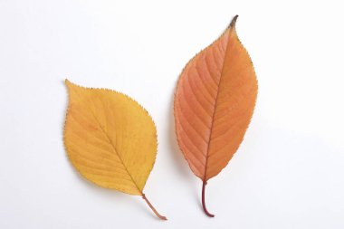 Beyaz arkaplanda güzel, parlak sonbahar yapraklarının yakın görüntüsü        