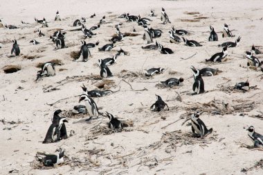 Sahilde sevimli penguenler var.