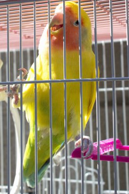  Arkadaki kafeste sarı papağan kuşu