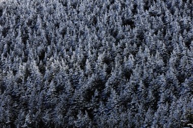 Kış ormanında kar