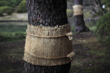 Bambu ağacının gövdesini yakından çek.