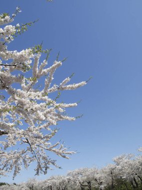 İlkbaharda açan ağaçlarda güzel beyaz çiçekler