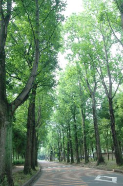 Şehir parkının güzel manzarası