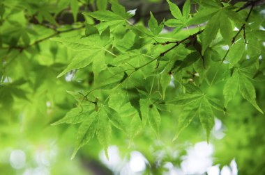 Orman ve ağaç üzerinde yeşil yaprakları