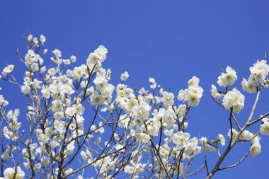 inanılmaz renkli çiçekler, bitki konsepti