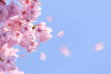 inanılmaz renkli çiçekler, bitki konsepti