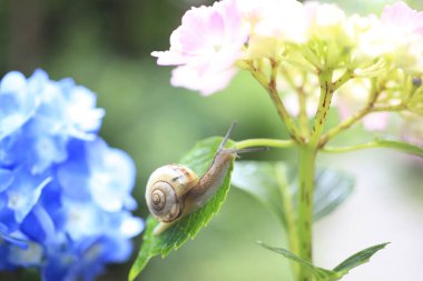 Çiçek sapında sürünen bir salyangoz.