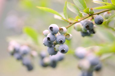 Ağaçtan sarkan bir demet yabanmersini.
